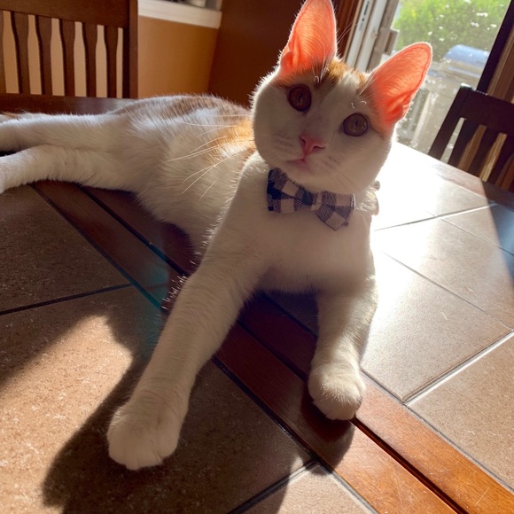 Meet your Posher, Alexis - Picture 3 of 8